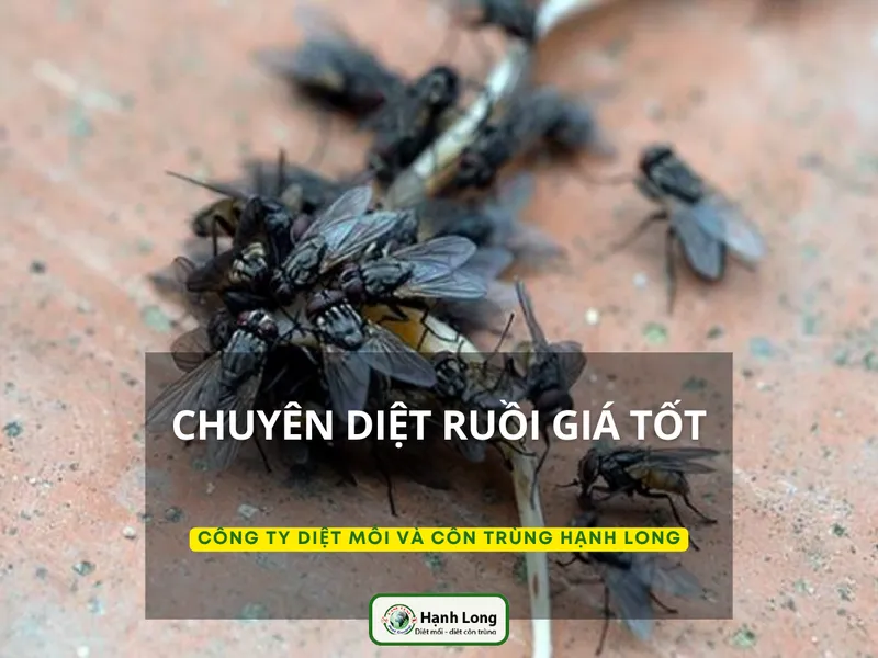 Sản phẩm l2xkyx5w1ba2f542zt5kv0e1kns4_dich vu diet ruoi — Công Ty TNHH Một Thành Viên Dịch Vụ Hạnh Long — MST 0312539301