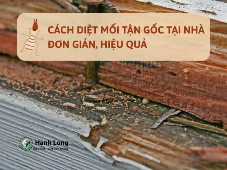 Sản phẩm m2bf3pszpjsqd1yaak04w7tgur33_cach diet moi tan goc tai nha don gian hieu qua 768x576 — Công Ty TNHH Một Thành Viên Dịch Vụ Hạnh Long — MST 0312539301
