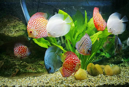 Sản phẩm Aquarium — Công Ty TNHH Sinh Hóa Môi Trường Bình Lan — MST 0312607294