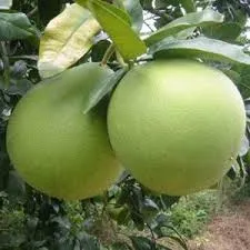 Sản phẩm 1631878894_20943d19813a1018f250 — Công Ty TNHH Sản Xuất Thương Mại Hoàng Thái Nông — MST 0312678231