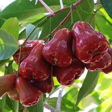 Sản phẩm 1634305429_0a91f71cbcb74e0dae8e — Công Ty TNHH Sản Xuất Thương Mại Hoàng Thái Nông — MST 0312678231