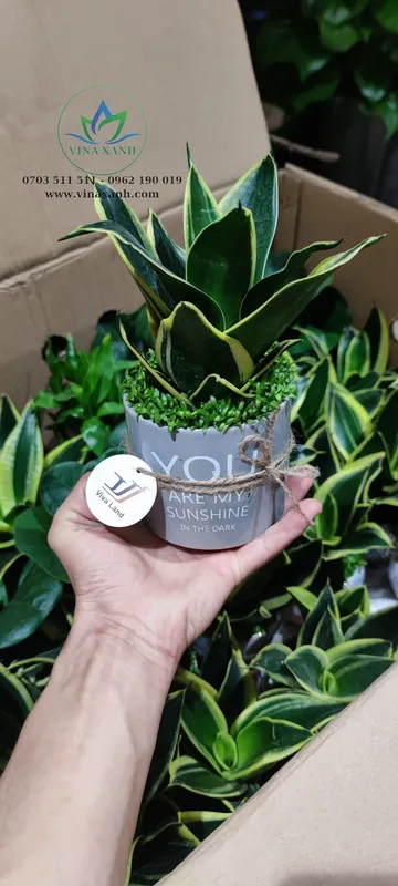 Sản phẩm cay qua tang — Công Ty TNHH Cảnh Quan VINA Xanh — MST 0312729006