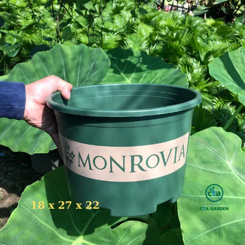 Sản phẩm chau monrovia mau lun — Công Ty TNHH Cảnh Quan VINA Xanh — MST 0312729006