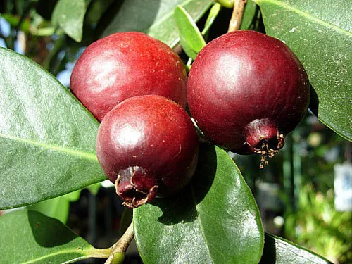 Sản phẩm oi sim — Công Ty TNHH Cảnh Quan VINA Xanh — MST 0312729006