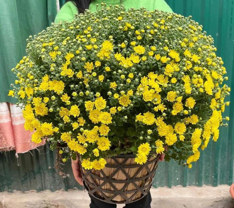 Sản phẩm 12749b76feb326ed7fa2 — Công Ty TNHH Cảnh Quan VINA Xanh — MST 0312729006