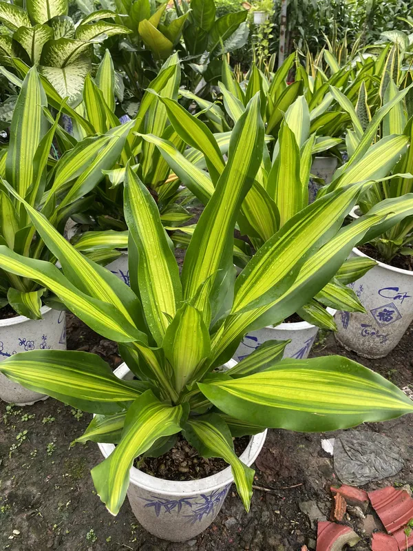 Sản phẩm 9065ca198c0f4e51171e50 — Công Ty TNHH Cảnh Quan VINA Xanh — MST 0312729006