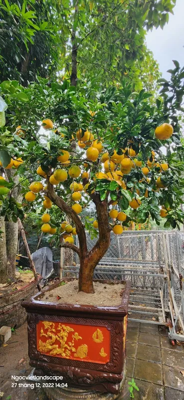 Sản phẩm 9f4a0146b8a162ff3bb0 — Công Ty TNHH Cảnh Quan VINA Xanh — MST 0312729006