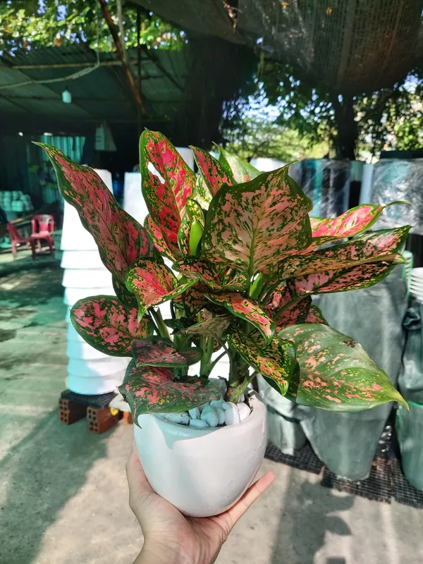 Sản phẩm Chau van loc — Công Ty TNHH Cảnh Quan VINA Xanh — MST 0312729006
