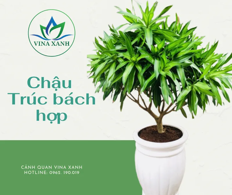 Sản phẩm San Pham web Vina Xanh 6 — Công Ty TNHH Cảnh Quan VINA Xanh — MST 0312729006