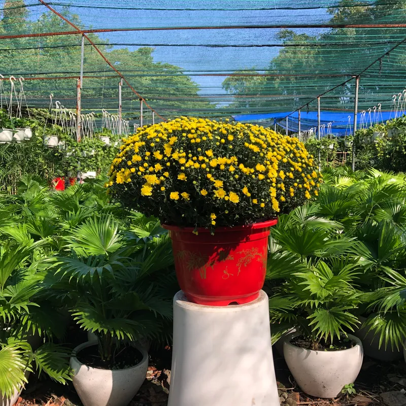 Sản phẩm image — Công Ty TNHH Cảnh Quan VINA Xanh — MST 0312729006