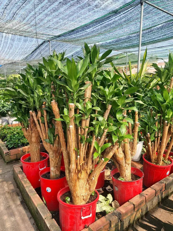Sản phẩm z4316523122245_b4cc198401f5094ad556fa4ce1f17496 — Công Ty TNHH Cảnh Quan VINA Xanh — MST 0312729006