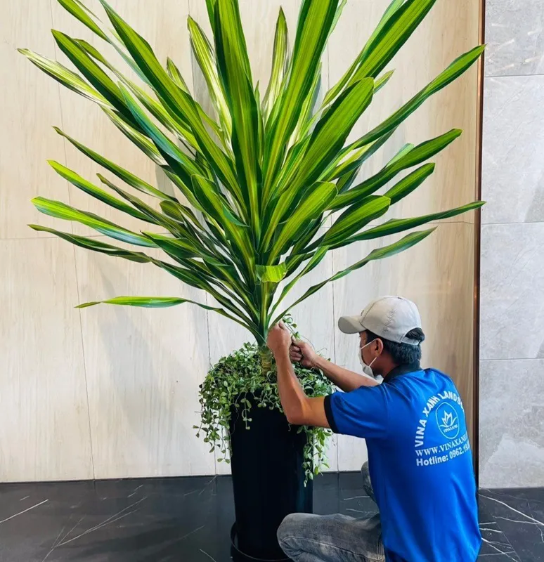 Sản phẩm z4290158631784_d89c53034d2b27a748fc395c00568f03 — Công Ty TNHH Cảnh Quan VINA Xanh — MST 0312729006