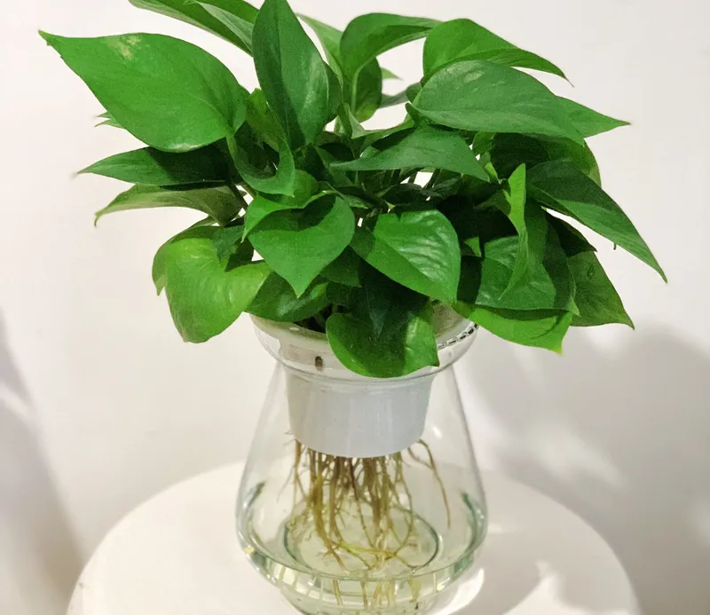 Sản phẩm trau ba thuy sunh — Công Ty TNHH Cảnh Quan VINA Xanh — MST 0312729006