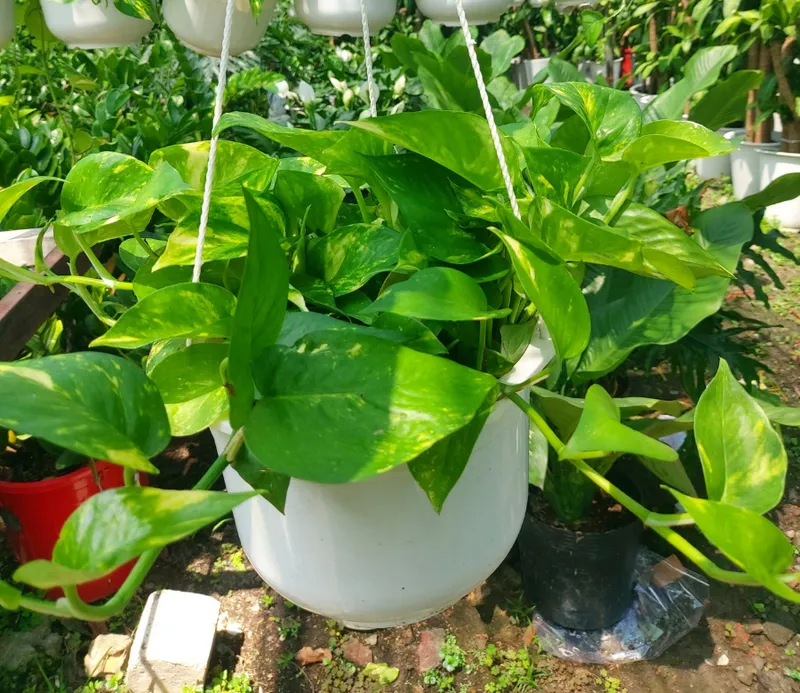 Sản phẩm trau ba xanh — Công Ty TNHH Cảnh Quan VINA Xanh — MST 0312729006