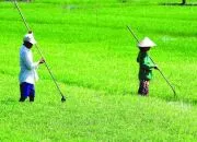 Sản phẩm Tuong lai nong nghiep2_180x130 — Công Ty TNHH Sản Xuất Thương Mại Dịch Vụ Gia Phương Phúc — MST 0312742014