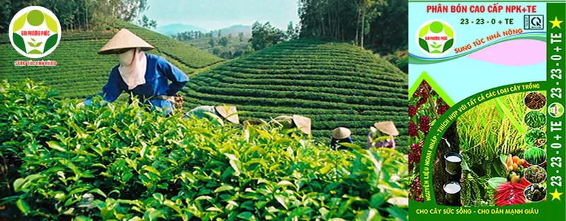 Sản phẩm 1 — Công Ty TNHH Sản Xuất Thương Mại Dịch Vụ Gia Phương Phúc — MST 0312742014