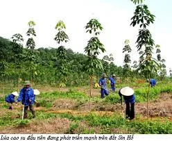 Sản phẩm cao su1 — Cao Su Đức Minh - Công Ty TNHH Đức Minh Sài Gòn — MST 0312765364