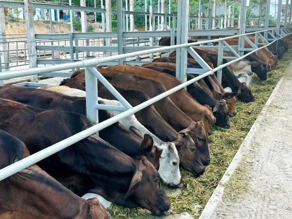 Sản phẩm Lap dat he thong trang trai chan nuoi Duc Vinh — Thiết Bị An Ninh Khải Minh - Công Ty TNHH Công Nghệ Viễn Thông Khải Minh — MST 0312870545
