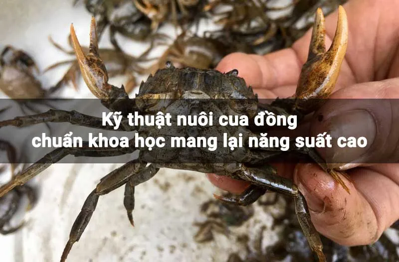 Sản phẩm ky thuat nuoi cua dong — Công Ty TNHH Kỹ Thuật Bông Sen Vàng — MST 0312949347