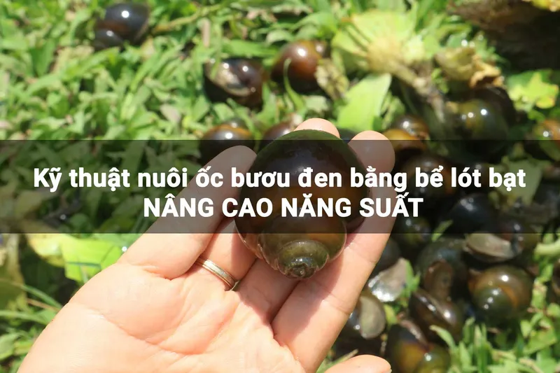 Sản phẩm ky thuat nuoi oc buou den — Công Ty TNHH Kỹ Thuật Bông Sen Vàng — MST 0312949347