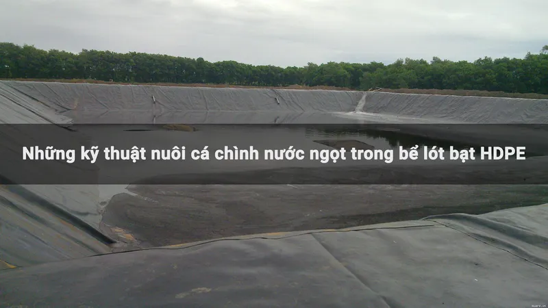 Sản phẩm ky thuat nuoi ca chinh — Công Ty TNHH Kỹ Thuật Bông Sen Vàng — MST 0312949347