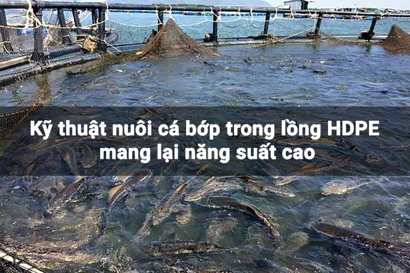 Sản phẩm ky thuat nuoi ca bop — Công Ty TNHH Kỹ Thuật Bông Sen Vàng — MST 0312949347