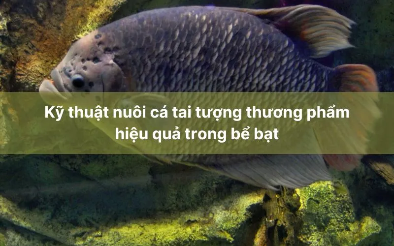 Sản phẩm nuoi ca tai tuong 1 — Công Ty TNHH Kỹ Thuật Bông Sen Vàng — MST 0312949347