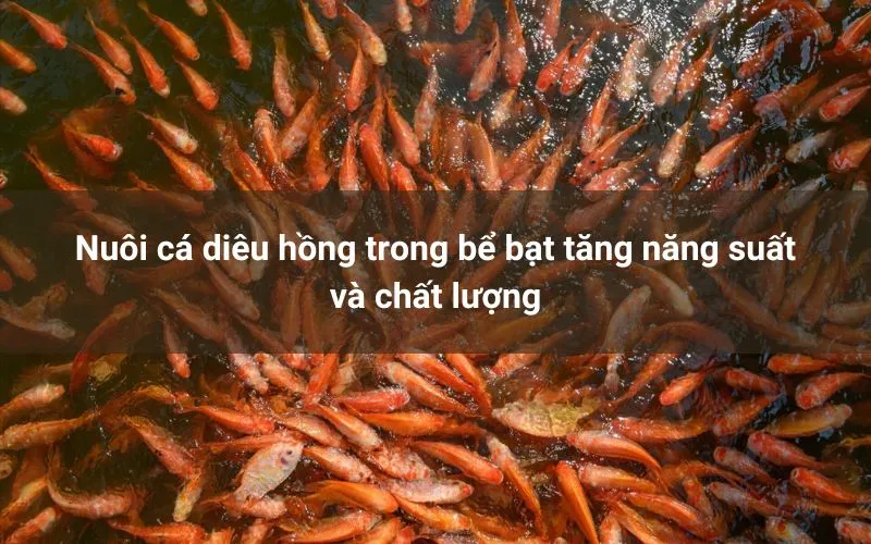Sản phẩm nuoi ca dieu hong 1 — Công Ty TNHH Kỹ Thuật Bông Sen Vàng — MST 0312949347