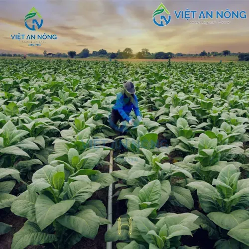 Sản phẩm 03829958 — Công Ty TNHH Thương Mại Và Dịch Vụ Việt An Nông — MST 0312991941