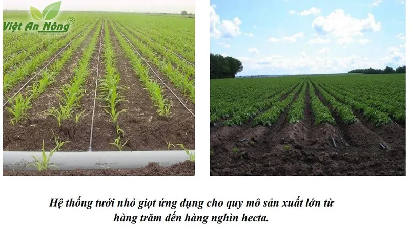 Sản phẩm 83543470 — Công Ty TNHH Thương Mại Và Dịch Vụ Việt An Nông — MST 0312991941