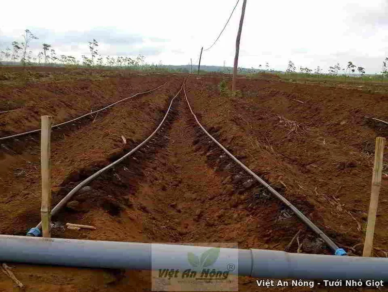 Sản phẩm 94076882 — Công Ty TNHH Thương Mại Và Dịch Vụ Việt An Nông — MST 0312991941
