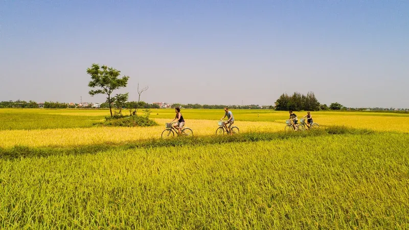 Sản phẩm tax advisory — Công Ty TNHH Tư Vấn AC&C — MST 0313075645