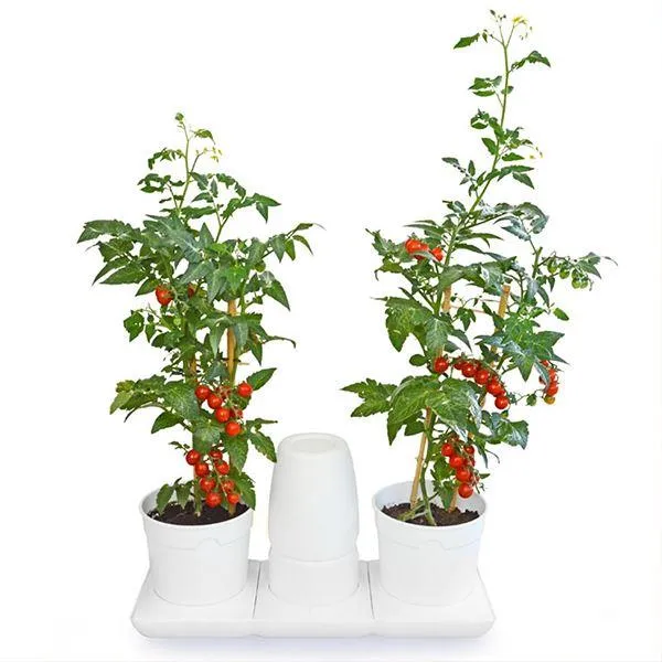 Sản phẩm basic M — Công Ty TNHH Khang Ngọc Khánh — MST 0313116186