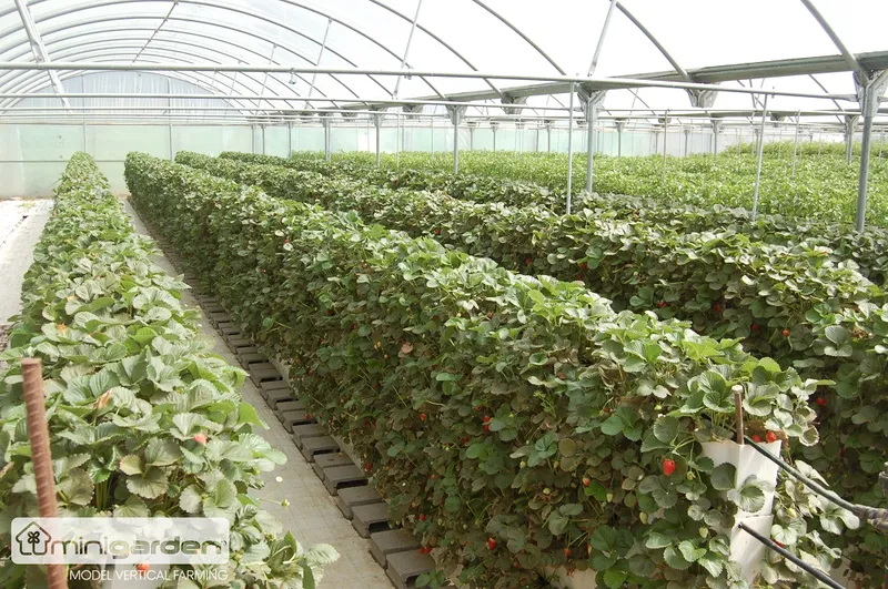 Sản phẩm du lich nong nghiep vuon dung minigarden 9 — Công Ty TNHH Khang Ngọc Khánh — MST 0313116186