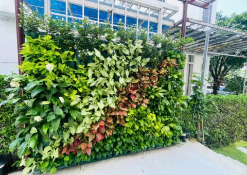Sản phẩm tuong cay xanh vach ngan chau trong tuon xanh nhap khau Chau Au 4 480x340 — Công Ty TNHH Khang Ngọc Khánh — MST 0313116186