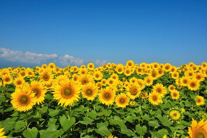 Sản phẩm akeno sunflower festival1 — Hóa Chất Hiệp Phát - Công Ty TNHH Hóa Chất Hiệp Phát — MST 0313177069