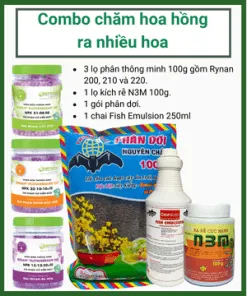 Sản phẩm combo hoa hong 247x296 — Công Ty TNHH Làng Hoa Gò Vấp — MST 0313200173