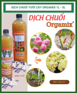 Sản phẩm Dat sach trong cay va gia the 247x296 — Công Ty TNHH Làng Hoa Gò Vấp — MST 0313200173