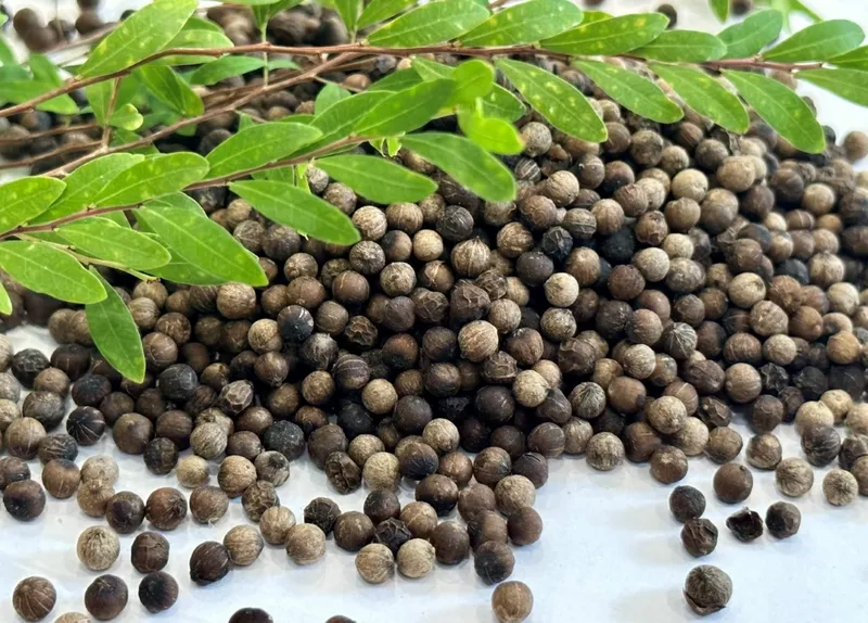 Sản phẩm pepper 4 — Công Ty TNHH Sản Xuất Thương Mại Dịch Vụ PL — MST 0313238970