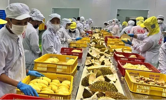 Sản phẩm 00609562 — Công Ty Cổ Phần Nông Nghiệp Đông Phương — MST 0313261666