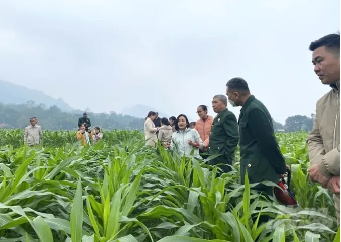 Sản phẩm 03452642 — Công Ty Cổ Phần Nông Nghiệp Đông Phương — MST 0313261666
