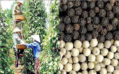 Sản phẩm 06217389 — Công Ty Cổ Phần Nông Nghiệp Đông Phương — MST 0313261666