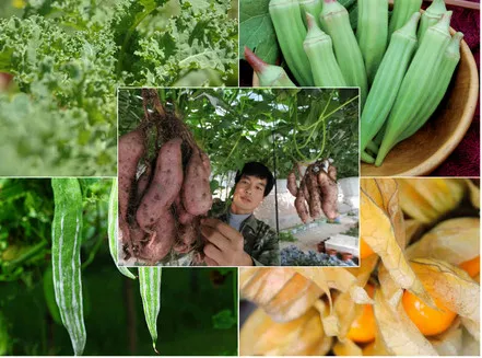 Sản phẩm 08969936 — Công Ty Cổ Phần Nông Nghiệp Đông Phương — MST 0313261666