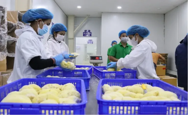 Sản phẩm 15201974 — Công Ty Cổ Phần Nông Nghiệp Đông Phương — MST 0313261666