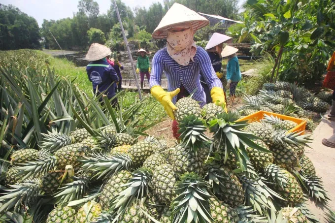 Sản phẩm 15525220 — Công Ty Cổ Phần Nông Nghiệp Đông Phương — MST 0313261666