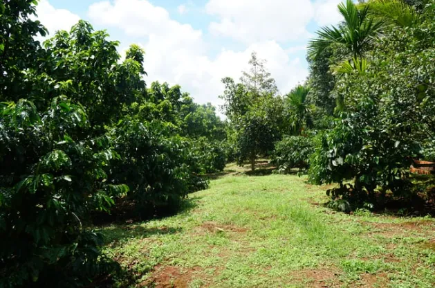 Sản phẩm 19937679 — Công Ty Cổ Phần Nông Nghiệp Đông Phương — MST 0313261666