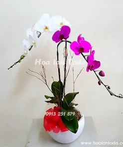 Sản phẩm chau hoa dep tang sinh nhat nguoi yeu mai luon ben em nhe 247x296 — Công Ty TNHH Hoa Lan TODA — MST 0313296115