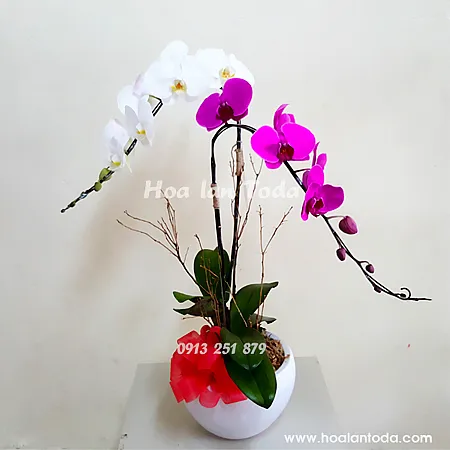 Sản phẩm chau hoa dep tang sinh nhat nguoi yeu mai luon ben em nhe — Công Ty TNHH Hoa Lan TODA — MST 0313296115