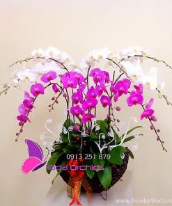 Sản phẩm chau hoa lan ho diep 9 canh trang tim 247x296 — Công Ty TNHH Hoa Lan TODA — MST 0313296115