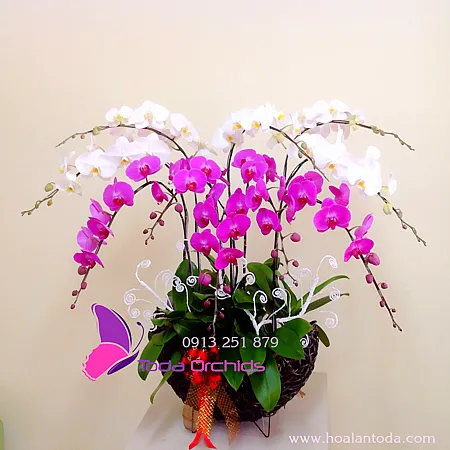 Sản phẩm chau hoa lan ho diep 9 canh trang tim — Công Ty TNHH Hoa Lan TODA — MST 0313296115